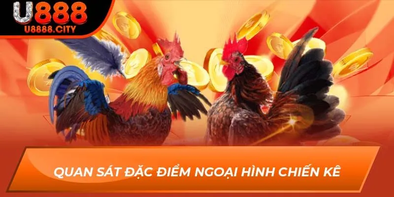 Chiến Thuật Chơi Đá Gà Từ Kê Thủ Hấp Dẫn Năm 2025 Số 1 3 Quan sát đặc điểm ngoại hình chiến kê
